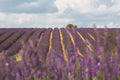 Provence, blossoming purple lavender field at Valensole France Royalty Free Stock Photo