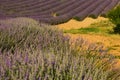 Provence, blossoming purple lavender field at Valensole France Royalty Free Stock Photo