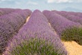 Provence, blossoming purple lavender field at Valensole France Royalty Free Stock Photo