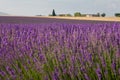 Provence, blossoming purple lavender field at Valensole France Royalty Free Stock Photo