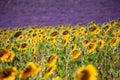 Provence countries lavender fields and sunflowers region of france Royalty Free Stock Photo