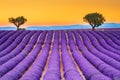 Valensole lavander in Provence, France