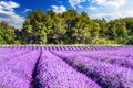 Provence, France - Lavender field, Valensole Plateau Royalty Free Stock Photo