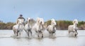 Riders on the White horses of Camargue galloping through water. Royalty Free Stock Photo