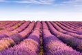 Provence, France, Valensole Plateau with purple lavender field Royalty Free Stock Photo