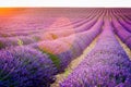 Provence, France, Valensole Plateau with purple lavender field Royalty Free Stock Photo