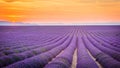 Provence, France, Valensole Plateau with purple lavender field Royalty Free Stock Photo