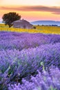 Provence, France, Valensole Plateau with purple lavender field