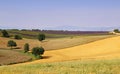 Provence: Harvest lavender fields