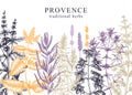 Provence herbs background in color. Hand-sketched aromatic and medicinal plants design. Perfect for cosmetics, perfumery, menu,