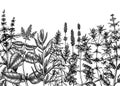 Provence herbs background. Hand-sketched aromatic and medicinal plants design. Perfect for cosmetics, perfumery, menu, label,