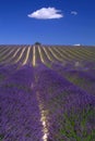 Provence - Hill of lavender Royalty Free Stock Photo