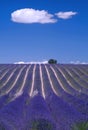 Provence - Hill of lavender Royalty Free Stock Photo
