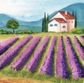 Provence landscape with lavender field