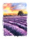 Provence landscape lavender field with sunset, watercolor illustration. Mediterranean landscape. Hand drawn watercolor Royalty Free Stock Photo