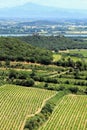 Provence landscape, South of France