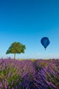 Provence landscape. Walnut tree in lavender field