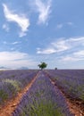 Provence lavender Royalty Free Stock Photo