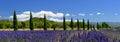 Provence lavender and cypress trees panorama