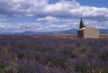 Provence - Lavender field