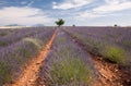 Provence lavender field Royalty Free Stock Photo