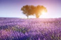 Provence Royalty Free Stock Photo