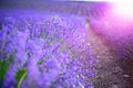 Provence, Lavender field at sunset Royalty Free Stock Photo