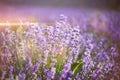 Provence, Lavender field at sunset Royalty Free Stock Photo