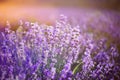 Provence, Lavender field at sunset Royalty Free Stock Photo