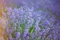 Provence, Lavender field at sunset Royalty Free Stock Photo