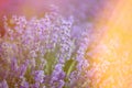 Provence, Lavender field at sunset Royalty Free Stock Photo