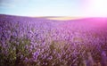 Provence, Lavender field at sunset Royalty Free Stock Photo