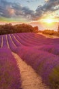 Provence with Lavender field at sunset, Valensole Plateau area in south of France Royalty Free Stock Photo