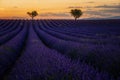 Provence, Lavender field at sunset, Valensole Plateau Provence France blooming lavender fields Royalty Free Stock Photo