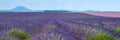 Provence, Lavender field at sunset, Valensole Plateau Provence France blooming lavender fields. Europe Royalty Free Stock Photo