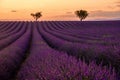 Provence, Lavender field at sunset, Valensole Plateau Provence France blooming lavender fields. Europe Royalty Free Stock Photo