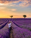 Provence, Lavender field at sunset, Valensole Plateau Provence France blooming lavender fields Royalty Free Stock Photo