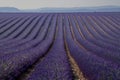 Provence, Lavender field at sunset, Valensole Plateau Provence France, blooming lavender fields, Europe Royalty Free Stock Photo