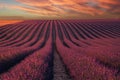 Provence, Lavender field at sunset, Valensole Plateau Provence France, blooming lavender fields, Europe Royalty Free Stock Photo