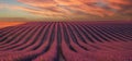 Provence, Lavender field at sunset, Valensole Plateau Provence France, blooming lavender fields, Europe Royalty Free Stock Photo