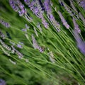 Provence, Lavender field at sunset, Valensole Plateau Provence France, blooming lavender fields, Europe Royalty Free Stock Photo