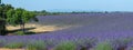 Provence, Lavender field at sunset, Valensole Plateau Provence France, blooming lavender fields, Europe Royalty Free Stock Photo