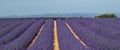 Provence, Lavender field at sunset, Valensole Plateau Provence France, blooming lavender fields, Europe Royalty Free Stock Photo