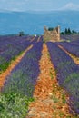 Provence, Lavender field at sunset, Valensole Plateau Provence France, blooming lavender fields, Europe Royalty Free Stock Photo