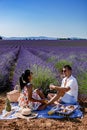 Provence, Lavender field at sunset, Valensole Plateau Provence France blooming lavender fields Royalty Free Stock Photo