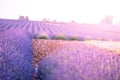 Provence, Lavender field at sunset, Valensole Plateau Royalty Free Stock Photo