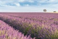 Provence, Lavender field at sunset, Valensole Plateau Royalty Free Stock Photo