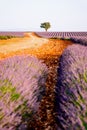 Provence, Lavender field at sunset, Valensole Plateau Royalty Free Stock Photo