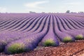 Provence, Lavender field at sunset, Valensole Plateau Royalty Free Stock Photo