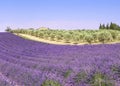 Provence: lavender fields and olive trees